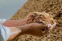 Hands Holding Wooden Chips From Eucalyptus Trees As Fuel For Clean Energy