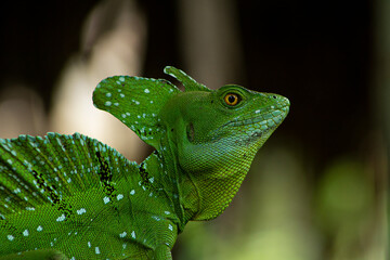 Amazing Green Basilisk  