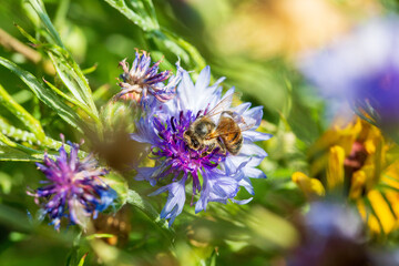 Sticker - bee on a flower