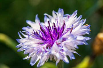 Sticker - close up of a flower