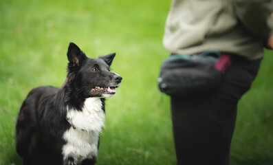 Wall Mural - black and white border collie dog sitting  and looking focused n the owner during on a walk in the park