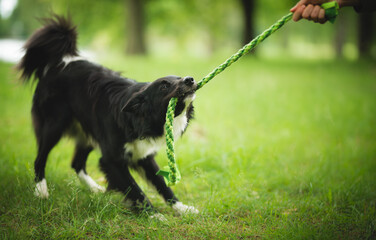 Wall Mural - border collie dog playing with the owner during in a park