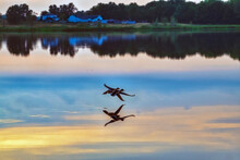 Two Ducks In Flight