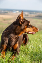A Brown-and-tan Doberman Dobermann Dog Lies In The Green Grass On A Hill And Looks Into The Distance. Portrait On A Blurred Natural Background. Vertical Orientation.