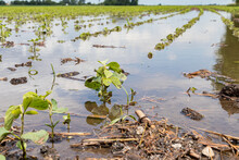 Healthy, Young Soybean Plants In Flooded Farm Field. Concept Of Crop Damage, Field Tile And Soil Drainage
