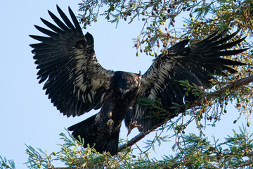 Poster - 4-months old bald eagle eaglet learning to fly, seen in the wild in North California 