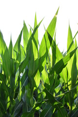 Sticker - Corn Plants in a Corn Field