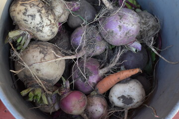 Wall Mural - Turnips and Carrots