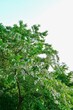 © Aleda - crown of blooming white acacia over the river