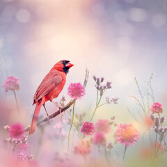 Wall Mural - Male Northern Cardinal in the flower garden