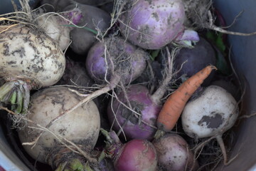 Sticker - Turnips and Carrots