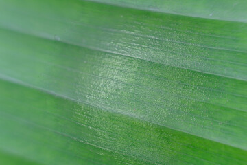 Sticker - close up green leaves in nature background and texture