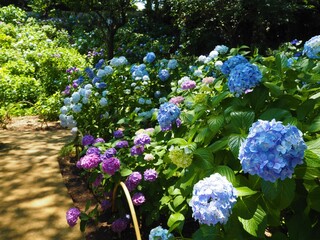 Canvas Print - the beautiful Hydrangea garden 
 in japan
