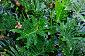 Poster - close up green leaves in nature background and texture