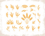 Fototapeta Dinusie - Set of wheat ears object and design elements for beer, organic local farm fresh food, bakery themed design