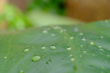 Wall Mural - close up water drop on green leaves in nature, blurry green leaf wallpaper background and space