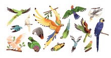 Set Of Different Tropical Parrots Vector Illustration. Collection Of Colored Birds With Feathers And Wings Isolated On White. Exotic Creature With Beak Flying, Eating And Sitting On Branch