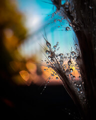  Gotas y bokeh