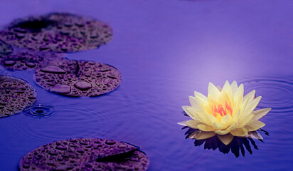 Wall Mural - Beautiful  Thai Lotus that have been appreciated with dark blue water surface