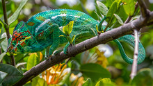 Close-up Of A Lizard On Tree Chameleon