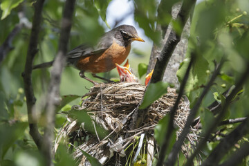 Wall Mural - Chicks in nest with parents, open eyes, closed eyes