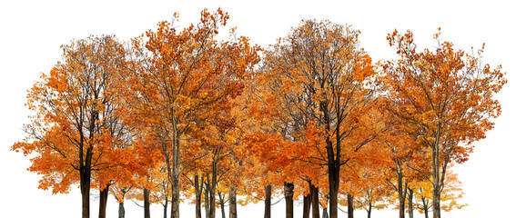 Canvas Print - large group of gold  autumn maple trees isoalted on white