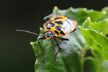 Canvas Print - stink bug insects on plants