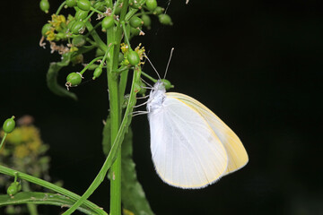 Wall Mural - Pieris rapae on plant leaves in the wild