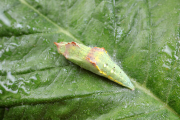 Poster - chrysalis of common cabbage worm on green leaves