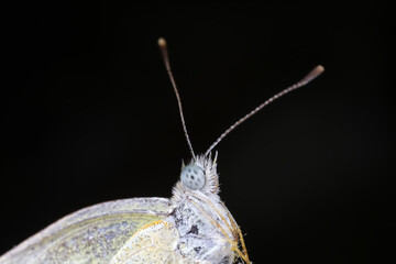 Poster - Close-up of the Head of Vegetable Butterfly