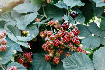 Wall Mural - Beautiful branch of blackberry growing in the garden.