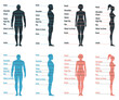Male and female size chart anatomy human character, people dummy front and view side body silhouette, isolated on white, flat vector illustration.
