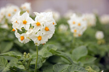 Photo Macro Blooming Potato Closeup.Flowers On Potatoes.,Blooming Potatoes - Macro Photo.Blooming Potato, Closeup. 