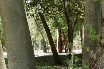 Wall Mural - Old tall trees in a garden captured during the daytime