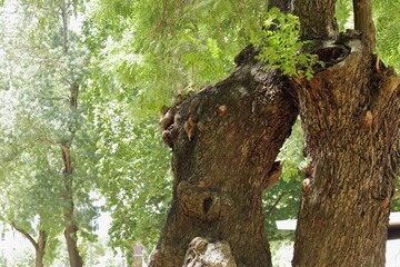 Sticker - Low angle shot of tall old trees captured on a sunny day