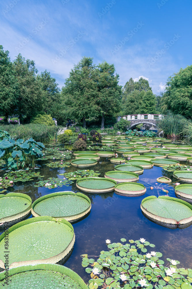 オニバスで埋め尽くされる 水生植物公園みずの森 Wall Mural Hitoshi オニバスで埋め尽くされる 水生植物公園みずの森 Wall Mural Hitoshi