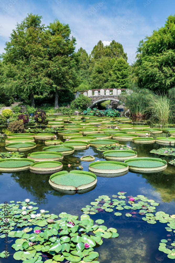 オニバスで埋め尽くされる 水生植物公園みずの森 Wall Mural Hitoshi オニバスで埋め尽くされる 水生植物公園みずの森 Wall Mural Hitoshi