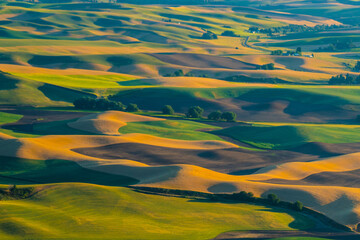  Sunset view of the rolling hills and wheat field in Palouse region, in Washington, USA.