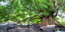 Ancient Ficus Bengalensis Grows By Stream In A Tropical Forest. The Tree Has The Widest Crown In The World, Its Roots Grow Into A Trunk And Is Several Hundred Years Old