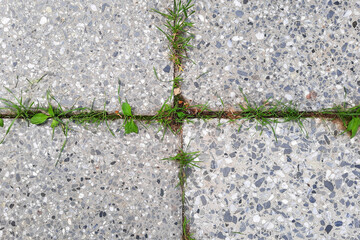 green moss on stone