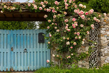 Climbing Roses Decorating A Blue Wooden Gate