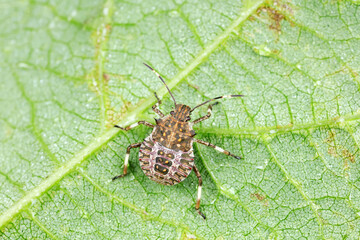 Sticker - stink bug insects in natural state