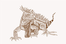 Vector Iguana , Sepia Background. Graphical Illustration
