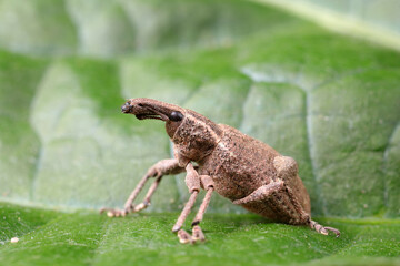 Poster - weevils inhabit nature