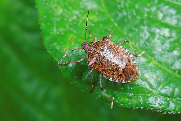 Wall Mural - Halyomorpha halys on green leaves