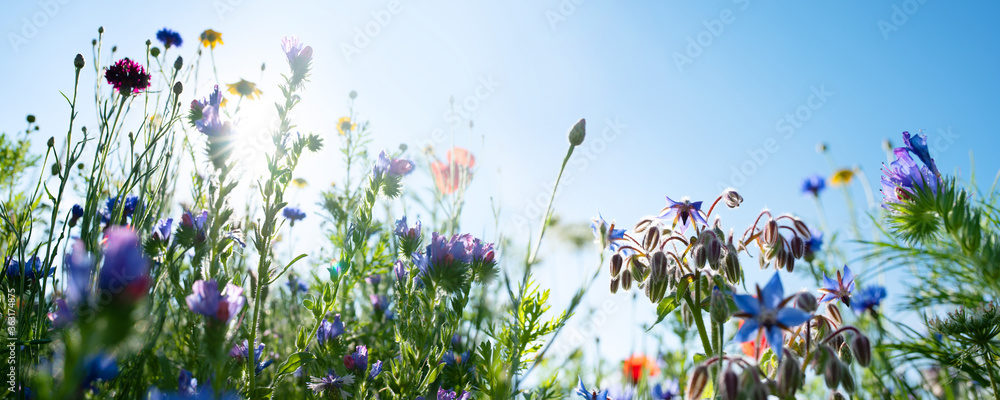 Natural flower meadows landscape
Colorful natural flower meadows landscape with blue sky in summer. Habitat for insects, wildflowers and wild herbs on a flower field. Background panorama with short de - obrazy, fototapety, plakaty 