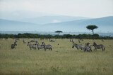 Fototapeta Sawanna - zebra in savannah in kenya