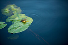 Frog In The Danube Delta Area,  Romania,  In A Sunny Summer Day