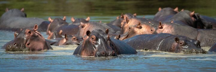 panorama of hippos wallowing in hippo pool