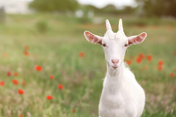 Cute goat in field, space for text. Animal husbandry